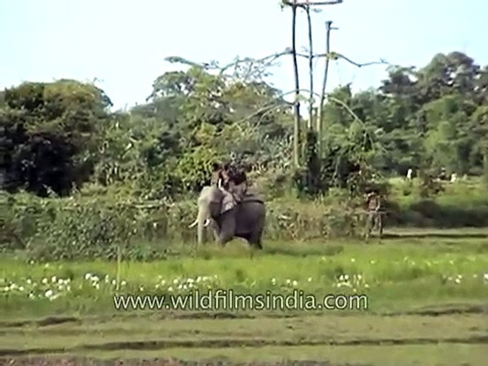 Tiger aims for man riding elephant