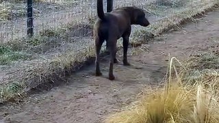 Ce lion demande pardon à un chien et lui tope la patte ! (480p)