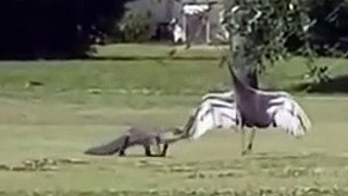 Face à un crocodile, cet oiseau protège ses bébés en s'opposant ! (480p)