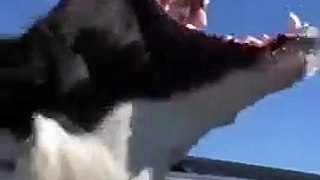 Ce chien sort la tête d'une voiture décapotable _ hilarant ! (480p)