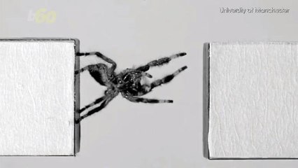 This Jumping Spider Is Paving the Way for a New Generation of Micro-Robots
