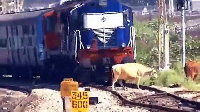 Cow crossing the Track when Train comes....See what happened next..??