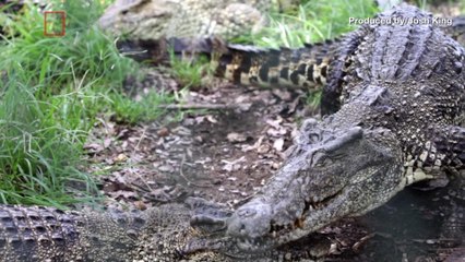 Couple Weds Just Days After Bride's Arm Was Bitten Off By A Crocodile