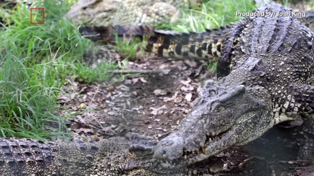 Couple Weds Just Days After Bride's Arm Was Bitten Off By A Crocodile