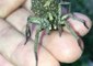 Wolf Spider Momma Carries Babies on Her Back