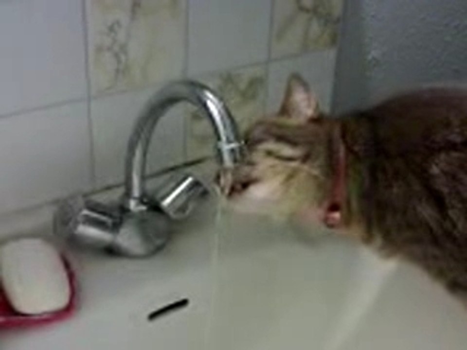 Chat robinet