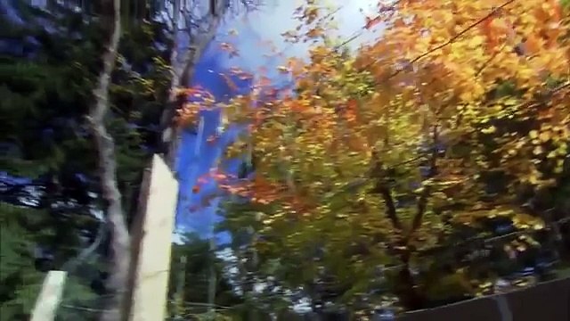 The Private Life of Deer - Amazing Nature Documentary