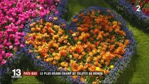 Pays-Bas : le plus grand champ de tulipes au monde