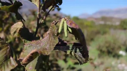 Fshati i lajthive, fermerët e moshuar prodhojnë 18 ton - Top Channel Albania - News - Lajme