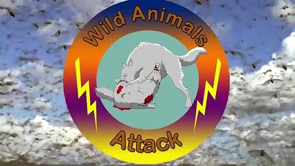 Lion Attack Zebra In Africa - Amazing Wild Animal Attacks