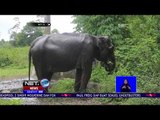 Gajah Sumatera yang Ditemukan Warga Terjerat, Keadaannya Berangsur Membaik - NET 12
