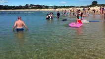 Une otarie chasse un poisson au milieu des touristes au bord de la plage !