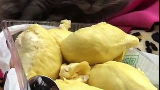 Funny Cat - When you are invited to eat durian