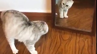 Funny Cat - Come Here ! Come Here !!!!