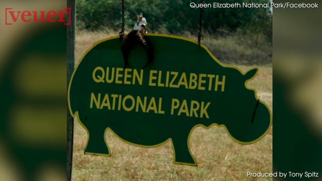 Hunt Underway for Man-Eating Leopard After Killing 3-Year-Old Boy