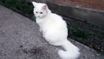 Beautiful Turkish angora, spring, cute cat video