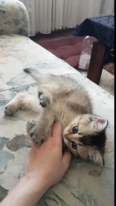 Cute Cat