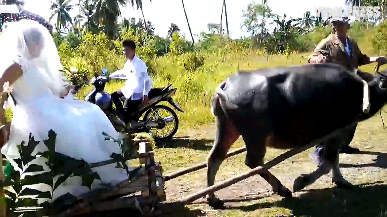 Bride Pulled Along By Buffalo