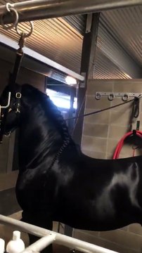 Trầm trồ chiêm ngưỡng vẻ đẹp có 1-0-2 của con hắc mã, CĐM bất ngờ phát hiện ra sự thật gây phẫn nộ