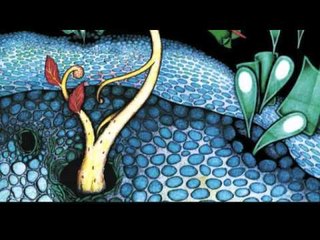 Duo Quanta - Baião [Suíte Sertaneja]