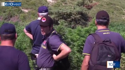 Tahiri dhe marijuana, RAI 3 reportazh ne Shqiperi