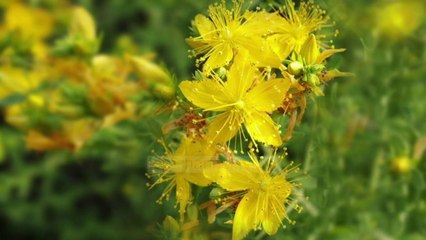 “Çaji i malit po zhduket”  - Top Channel Albania - News - Lajme