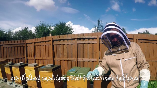 عالم النحل ,ملكة النحل ملقحة مع امهات كاذبة في نفس الخلية
