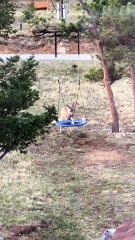 Fawn Just Really Wants to Swing