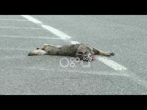 Ora News – Aksident i rrallë në aksin Kukës-Morinë, viktimë një ujk