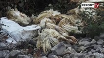 Report TV - Elbasan, një makinë misterioze hedh pula të ngordhura në zonën e Papërit