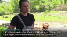 Un refugio en Grecia para osos y lobos traumatizados