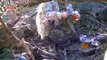 Duck Hunting: FDH Season #1 Episode #11 Triple Kills and Home Made Ghillie Suits