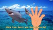Finger Family Shark VS Sea Animals - Learning Sea Animals Names and Sound Nursery Rhymes