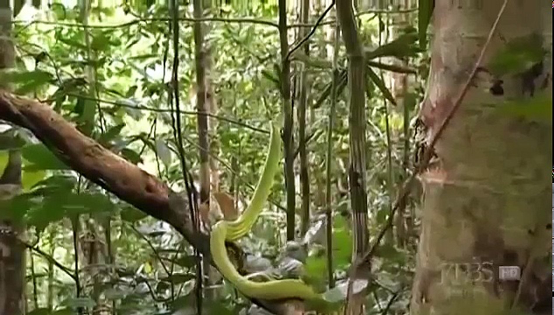 ⁣Snake Documentary ► The Reptiles - Snakes (Full Documentary)