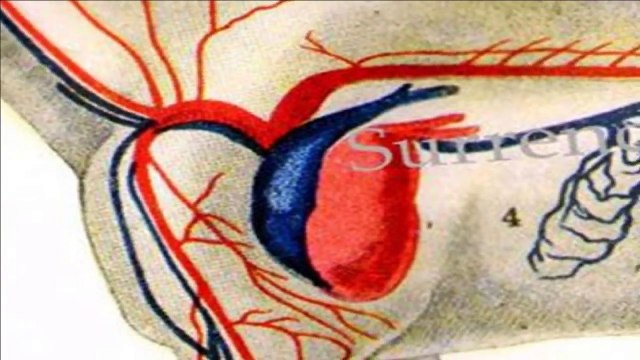 45 Most Random, Amazing and Bizarre Facts about Horses part3