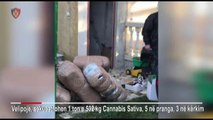 Shkodër, sekuestrohet 1.5 ton kanabis  - Top Channel Albania - News - Lajme