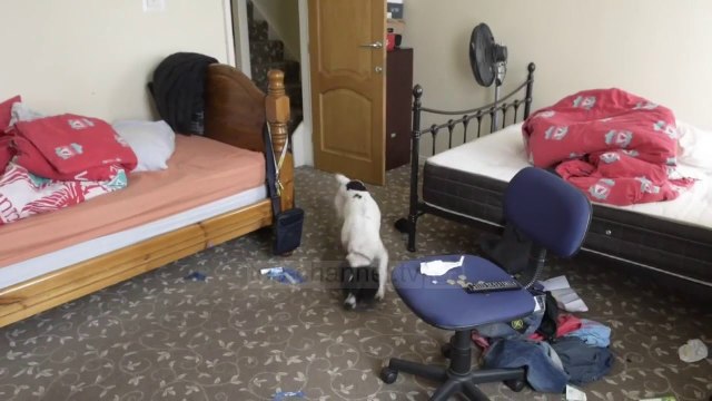 Droga në Britani, grupet shqiptare në “lupën” e Scotland Yard - Top Channel Albania - News - Lajme