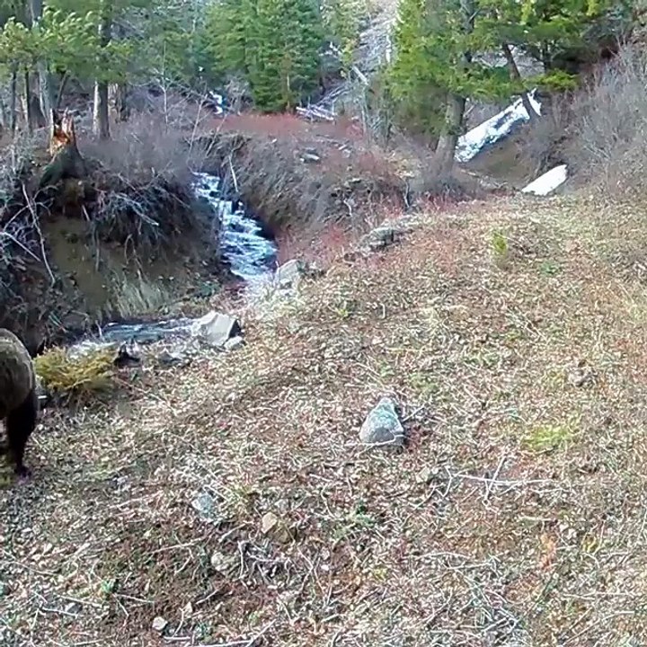 Grizzly Bear at Eagle Creek