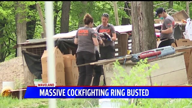 More Than 600 Birds Seized in Massive Indiana Cockfighting Ring Bust