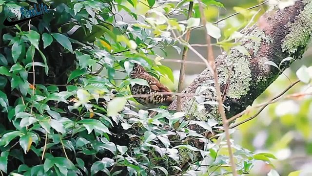 Beautiful wild birds: The parent birds feeding their young birds #12
