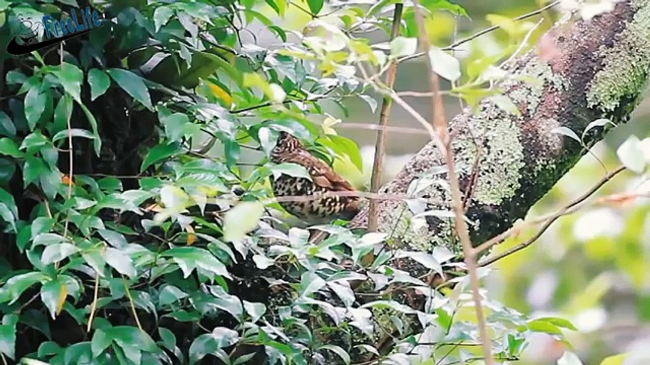 Beautiful wild birds: The parent birds feeding their young birds #12
