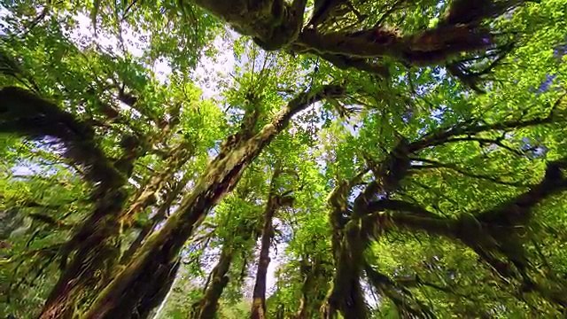 4K/UHD Nature Scenes + Relaxing Music | Hoh Rain Forest Summertime Scenery - Trailer 32