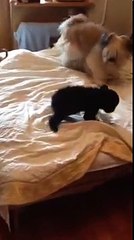 Dog playing with baby bears