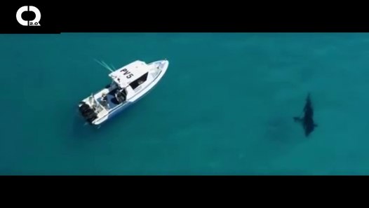 Boat-Sized Submarine Shark Caught on Tape Circling 30 Foot Long Boat ...