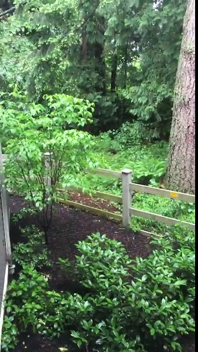 Poor baby bear cub crying for mom in my backyard