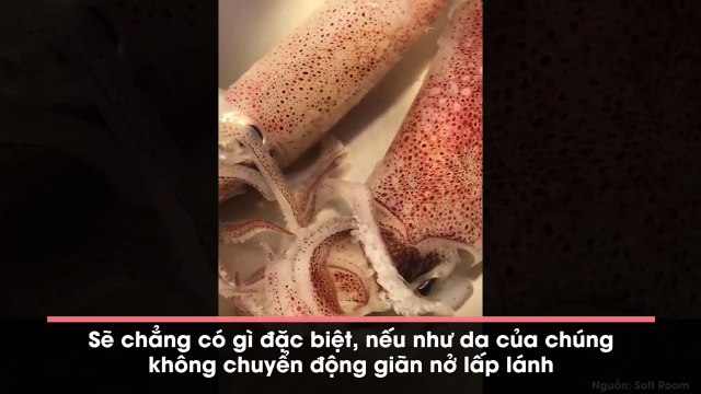 Cận cảnh da mực ống lấp lánh hút hơn triệu lượt xem