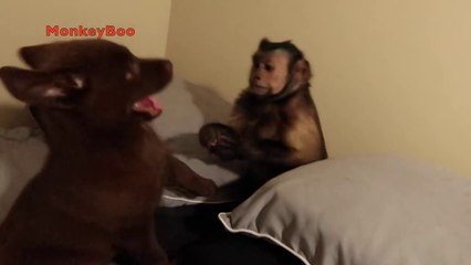 Capuchin Monkey & Cute Puppy FUN TIME