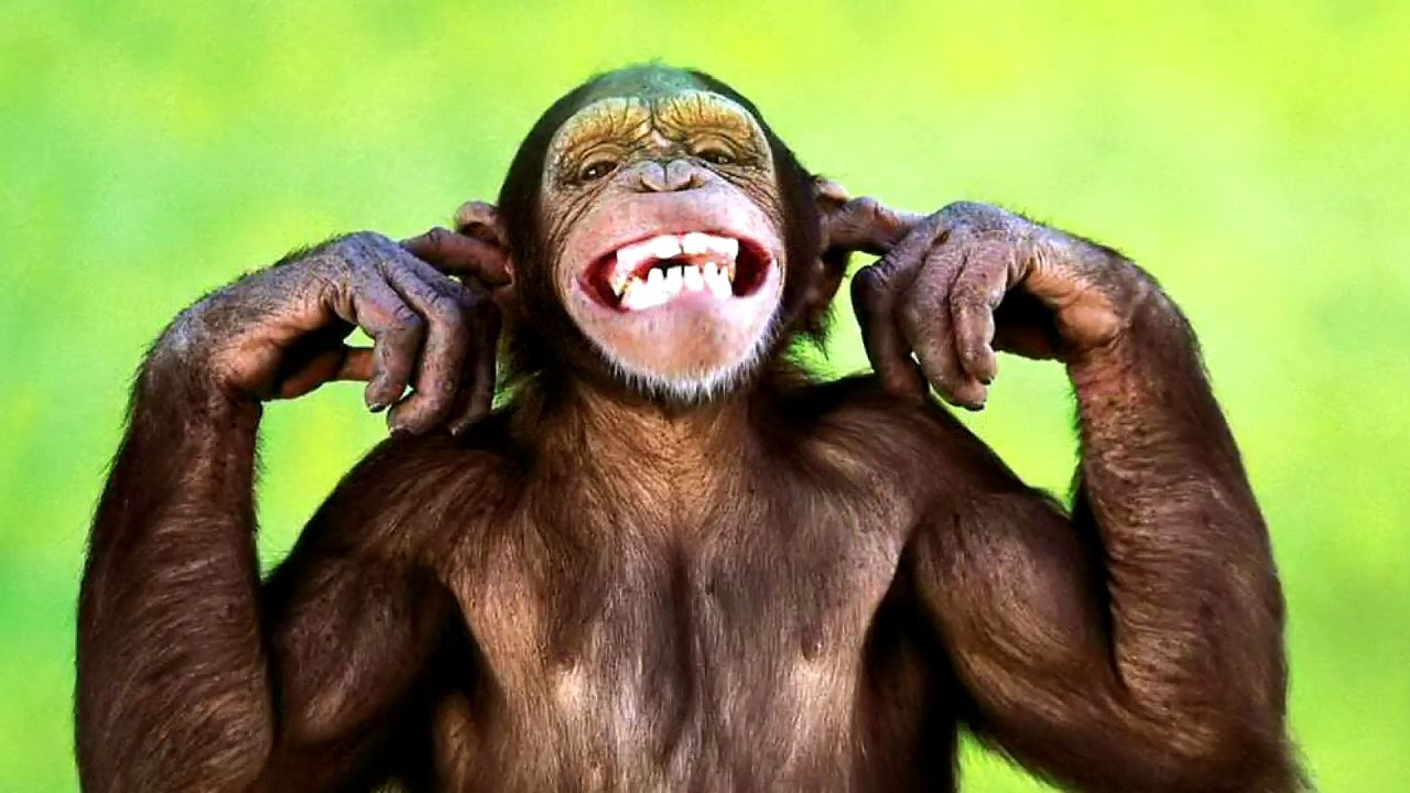 Monkey Sounds and Monkey Pictures