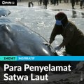 #1MENIT | Para Penyelamat Satwa Laut