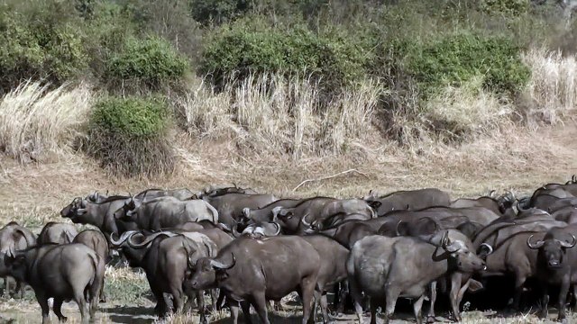 Most Amazing Animal Attack Lion Vs Buffalo Fight To Death | Top 5 lion attack and kill Buffalo real fight